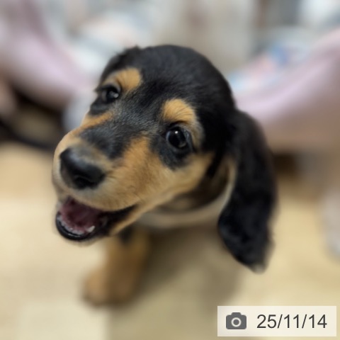 カニーンヘン・ダックスフンドの写真