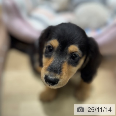 カニーンヘン・ダックスフンドの写真