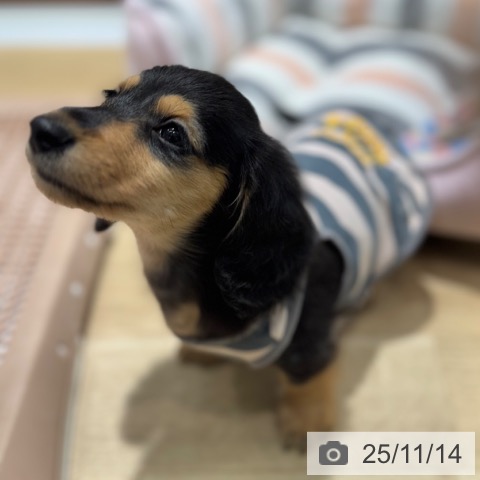 カニーンヘン・ダックスフンドの写真