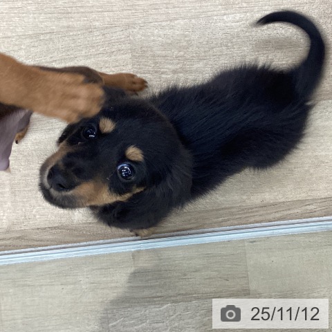 カニーンヘン・ダックスフンドの写真