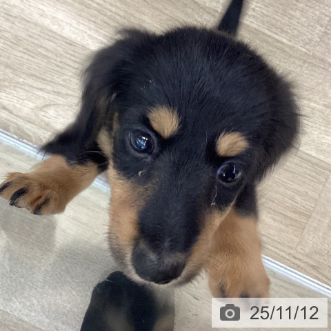 カニーンヘン・ダックスフンドの写真