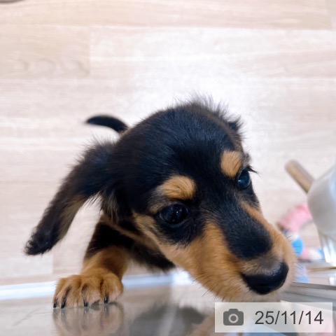 カニーンヘン・ダックスフンドの写真