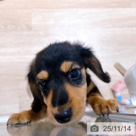 カニーンヘン・ダックスフンドの写真