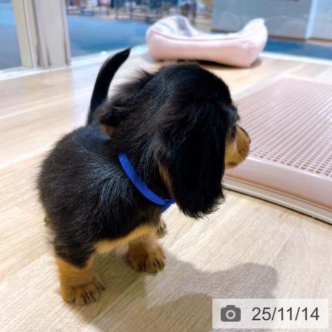 カニーンヘン・ダックスフンドの写真