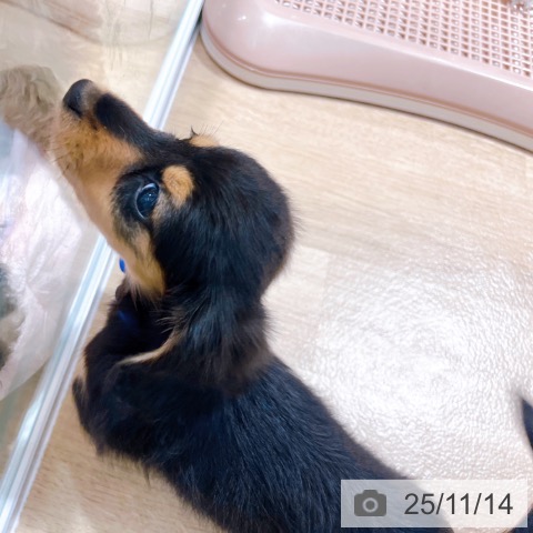 カニーンヘン・ダックスフンドの写真