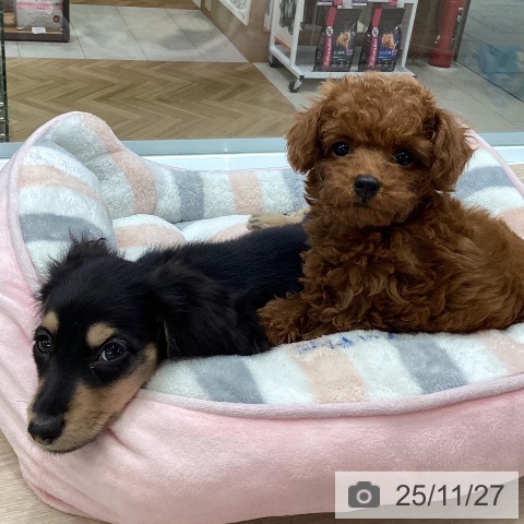 大阪府のカニンヘンダックスフンド(ロング) (ペットプラス ららぽーと和泉店/2025年9月8日生まれ/男の子/ブラックタン)の子犬の4枚目の画像