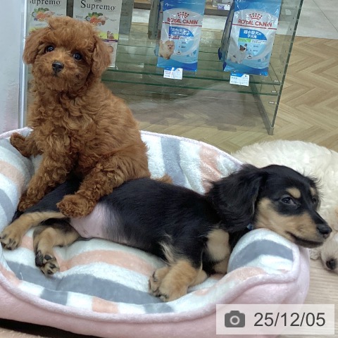 大阪府のカニンヘンダックスフンド(ロング) (ペットプラス ららぽーと和泉店/2025年9月8日生まれ/男の子/ブラックタン)の子犬の3枚目の画像