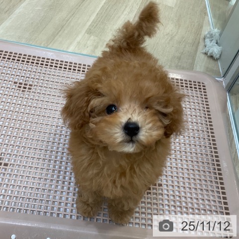 トイ・プードルの写真