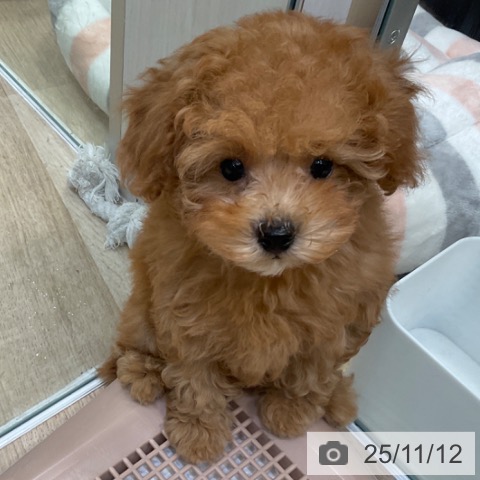 トイ・プードルの写真