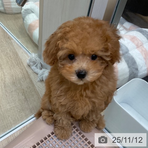 トイ・プードルの写真