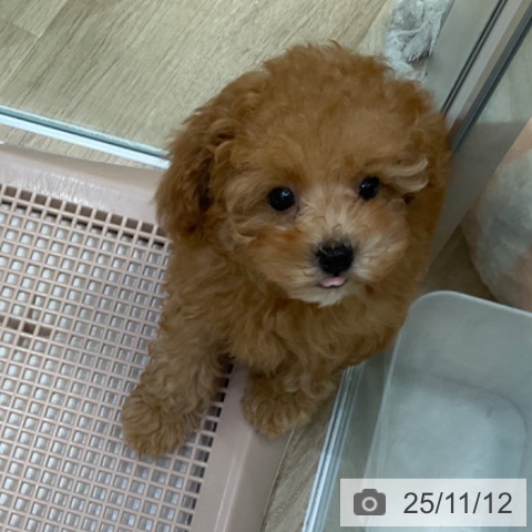 トイ・プードルの写真