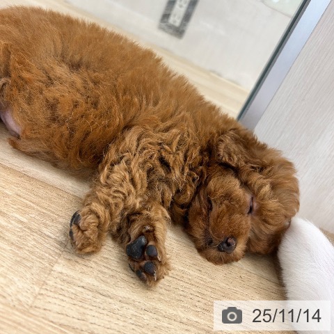 トイ・プードルの写真