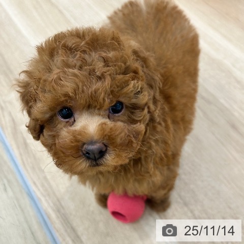 トイ・プードルの写真