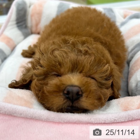 トイ・プードルの写真