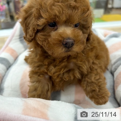 トイ・プードルの写真