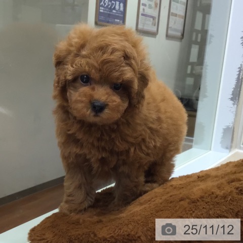 トイ・プードルの写真