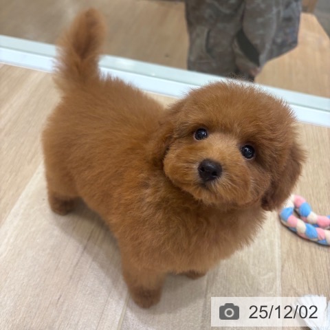 大阪府のトイプードル(トイ) (ペットプラス 堺北花田店/2025年9月11日生まれ/男の子/レッド)の子犬の4枚目の画像