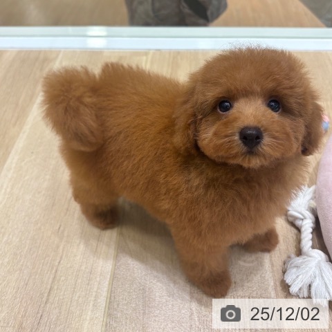 大阪府のトイプードル(トイ) (ペットプラス 堺北花田店/2025年9月11日生まれ/男の子/レッド)の子犬の3枚目の画像