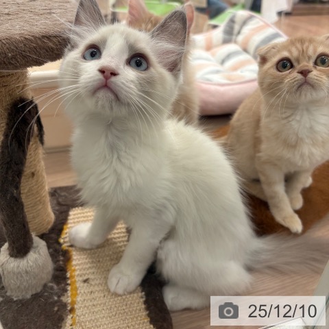 大阪府のラグドール (ペットプラス 大阪ドームシティ店/2025年9月10日生まれ/男の子/ブルーポイントバイカラー)の子猫の4枚目の画像