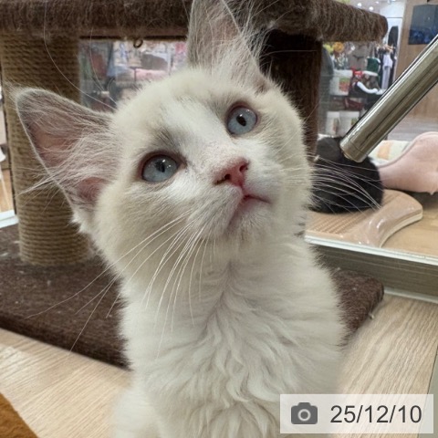 大阪府のラグドール (ペットプラス 大阪ドームシティ店/2025年9月10日生まれ/男の子/ブルーポイントバイカラー)の子猫の3枚目の画像