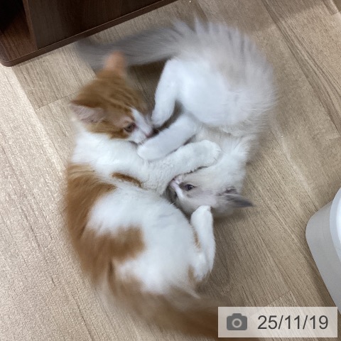 新潟県のラグドール (ペットプラス 新潟南店/2025年9月10日生まれ/女の子/ブルーポイントバイカラー)の子猫の4枚目の画像