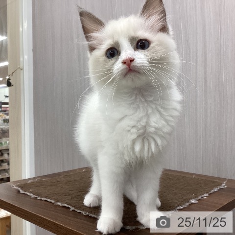 新潟県のラグドール (ペットプラス 新潟南店/2025年9月10日生まれ/女の子/ブルーポイントバイカラー)の子猫の3枚目の画像