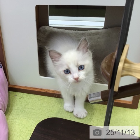 ラグドールの写真