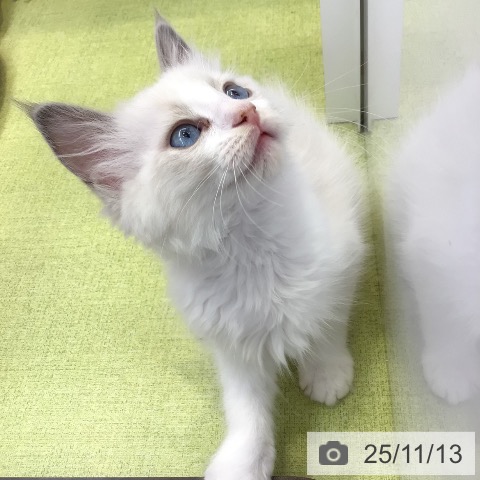 ラグドールの写真