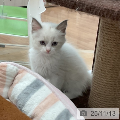 ラグドールの写真