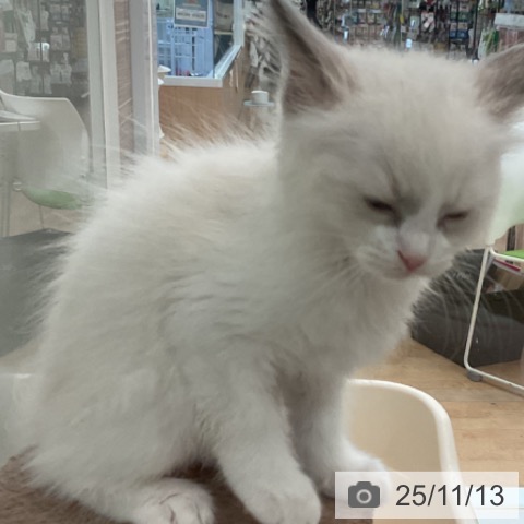 ラグドールの写真