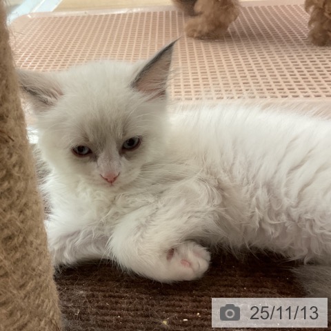 ラグドールの写真