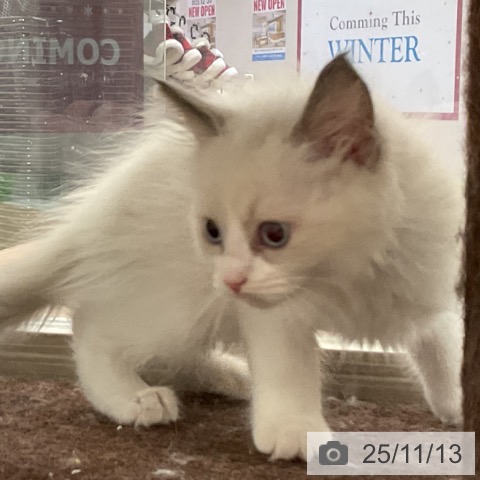 ラグドールの写真