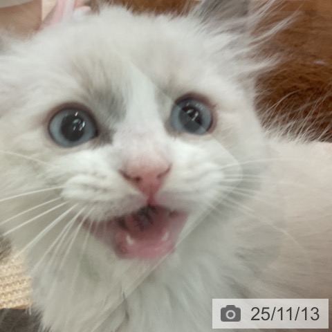 ラグドールの写真