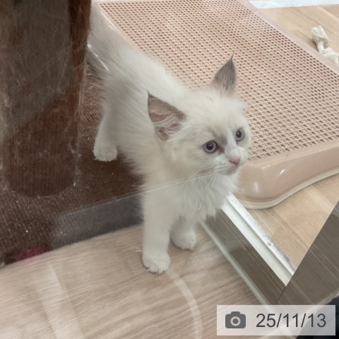 ラグドールの写真