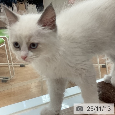 ラグドールの写真