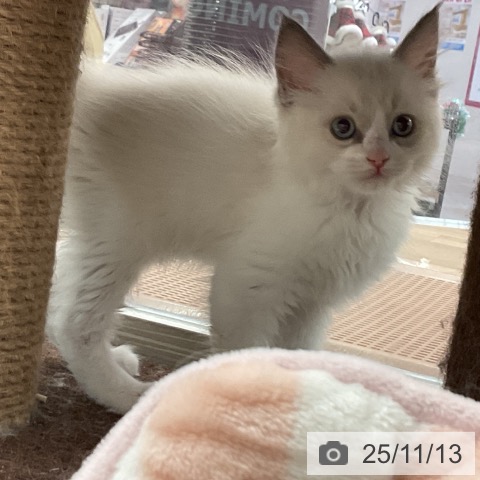 ラグドールの写真