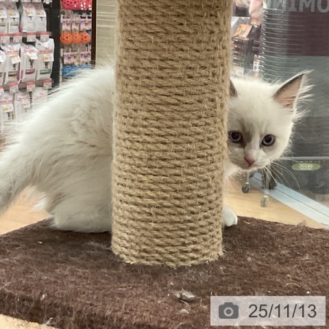 ラグドールの写真