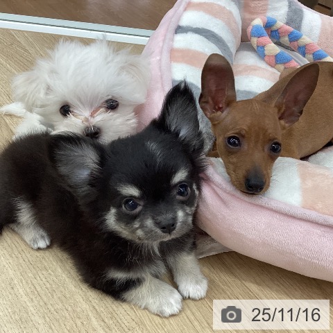 新潟県のマルチーズ (ペットプラス 新潟南店/2025年9月8日生まれ/男の子/ホワイト)の子犬の4枚目の画像