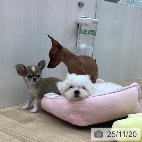 新潟県のマルチーズ (ペットプラス 新潟南店/2025年9月8日生まれ/男の子/ホワイト)の子犬の3枚目の画像