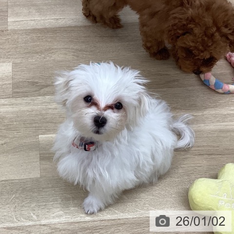 新潟県のマルチーズ (ペットプラス 新潟南店/2025年9月8日生まれ/男の子/ホワイト)の子犬の3枚目の画像