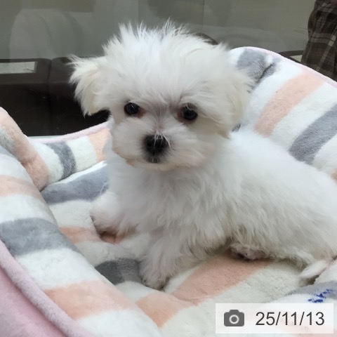 マルチーズの写真