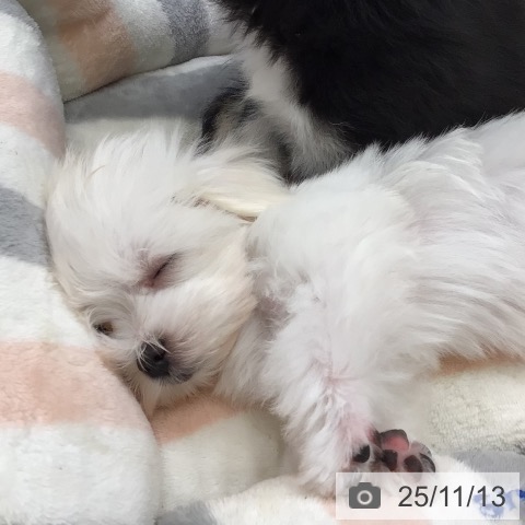 大阪府のマルチーズ (ペットプラス ららぽーと和泉店/2025年9月8日生まれ/男の子/ホワイト)の子犬の4枚目の画像