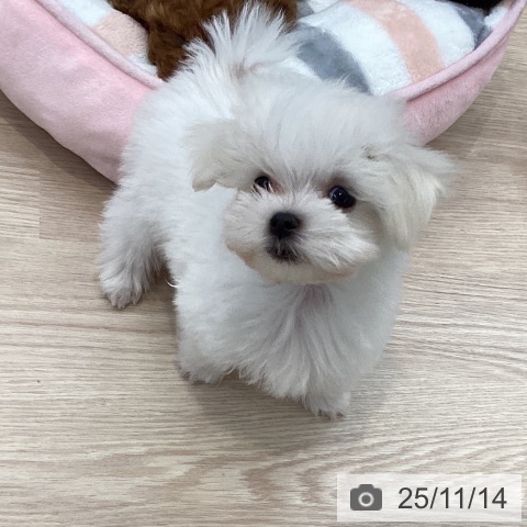 大阪府のマルチーズ (ペットプラス ららぽーと和泉店/2025年9月8日生まれ/男の子/ホワイト)の子犬の3枚目の画像