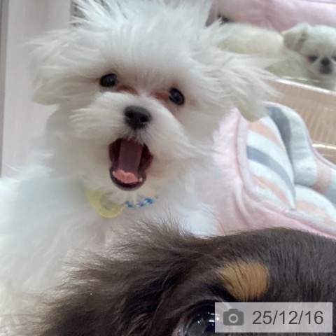 大阪府のマルチーズ (ペットプラス ららぽーと和泉店/2025年9月8日生まれ/男の子/ホワイト)の子犬の4枚目の画像