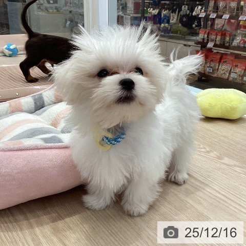 大阪府のマルチーズ (ペットプラス ららぽーと和泉店/2025年9月8日生まれ/男の子/ホワイト)の子犬の3枚目の画像