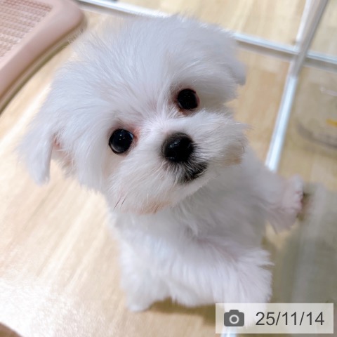 マルチーズの写真