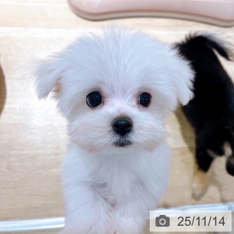 マルチーズの写真