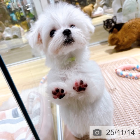 マルチーズの写真