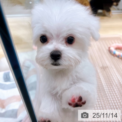 マルチーズの写真