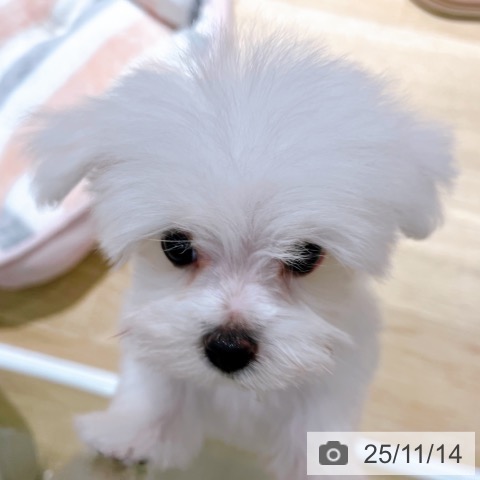 マルチーズの写真